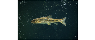 Kiełb - spokojna ryba polskich rzek, a czy może być też w akwarium?