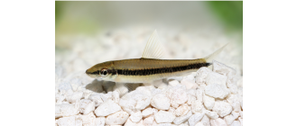 Kosiarka ryba (grubowarg syjamski) – najważniejsze informacje o gatunku