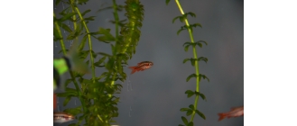 Czy i jak śpią ryby w akwarium? Po czym poznać, że ryba śpi?