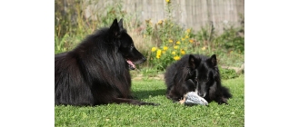 Czy ryby dla psa są konieczne w jego diecie?