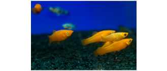 Molinezja - podstawowe porady o hodowli tej rybki