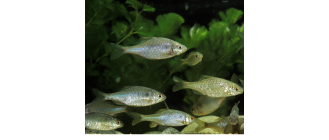 Różanka pospolita - kolorowe urozmaicenie akwarium