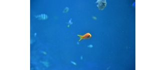 Najpopularniejsze rybki słodkowodne. Sprawdź co je wyróżnia i charakteryzuje