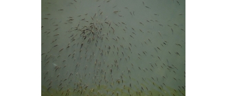 Tarło ryb - najważniejsze informacje i terminy