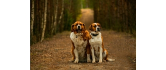 Bernardyn – najważniejsze informacje o rasie