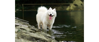 Samojed (Samoyed) - charakterystyka, pielęgnacja, zdrowie ( Encyklopedia psów )