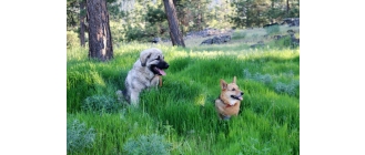 Sarplaninac (owczarek jugosłowiański) – Encyklopedia psów