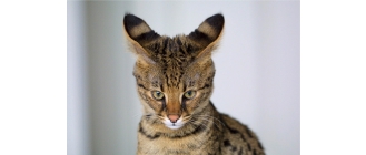 Kot savannah – pochodzenie, wygląd, charakter i pielęgnacja