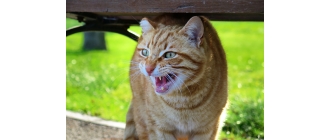 Jakie odgłosy wydają koty i co one oznaczają?