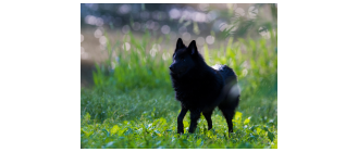 Schipperke - najważniejsze informacje o rasie. Encyklopedia psów