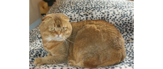 Kot szkocki zwisłouchy – najważniejsze informacje o rasie