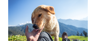 Czym jest ser himalajski dla psów i czy warto go im podawać?