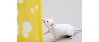 Czy myszy jedzą ser? Poznaj żywienie myszy