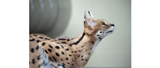 Serwal afrykański - czy możliwa jest hodowla serwali w domu?