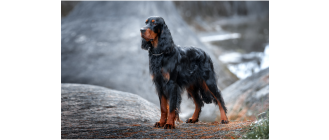 Seter szkocki (gordon) - Encyklopedia ras psów