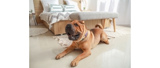 Shar pei  (Szarpej) – najważniejsze informacje o rasie