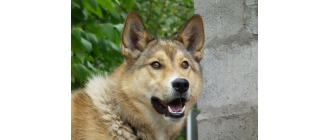 Shikoku (Shikoku inu) – Encyklopedia psów