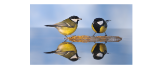 Sikorki - najważniejsze informacje o gatunkach tych ptaków