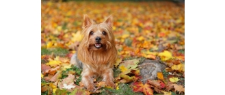Australijski silky terrier (Australian silky terrier)  - Encyklopedia ras