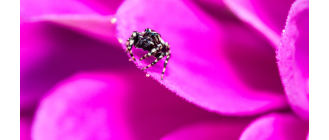 Skakunowate (Salticidae) - o skakunach w Polsce!