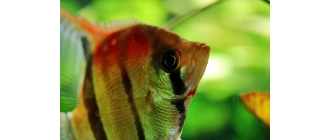 Skalary – najważniejsze informacje o gatunku