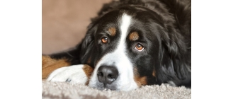 Jak rozpoznać skręt żołądka u psa? Poznaj przyczyny i pierwszą pomoc psu