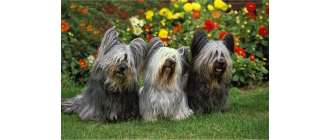Skye terrier – encyklopedia psów