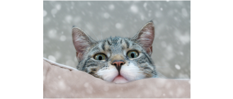 Jakie są najpopularniejsze koty w książkach, internecie i telewizji?