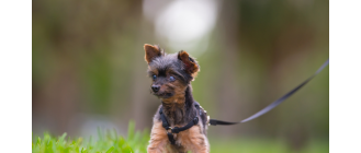 Niewidomy pies – jak mu pomóc i ułatwić życie?