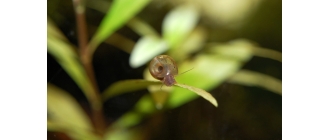 Ślimaki w akwarium – skąd się biorą i jak je usunąć? Czy wszystkie ślimaki są złe?