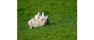 Ranking najsłodszych zwierząt na świecie