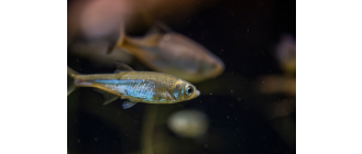 Słonecznica pospolita (Leucaspius delineatus) - mieszkanka polskich wód