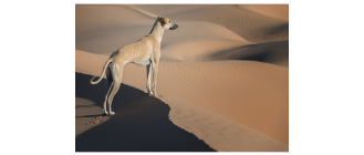 Chart arabski (sloughi) - encyklopedia ras psów