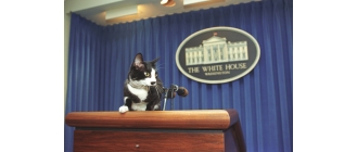 Jak odstraszyć koty z miejsc, w których nie powinny przebywać?