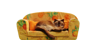 Hodowla kotów – jak ją założyć?