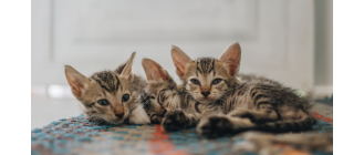 Sokoke - kenijski udomowiony kot. Encyklopedia ras kotów