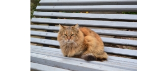 Kot somalijski (Somali cat) charakterystyka, pielęgnacja, zdrowie - Encyklopedia kotów
