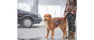 Przepis na idealny spacer z psem