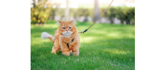 Wychodzenie z kotem na spacer – za i przeciw