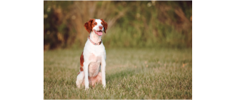 Spaniel bretoński (Epagneul breton) - francuski wyżeł w typie spaniela. Encyklopedia ras psów