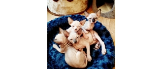 Kot sfinks – najważniejsze informacje o rasie