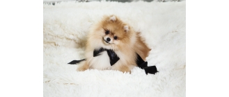 Najlepsze sposoby na intensywne wypadanie sierści u psa