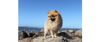 Szpic miniaturowy (Pomeranian) - charakterystyka, pielęgnacja, zdrowie (Encyklopedia psów)