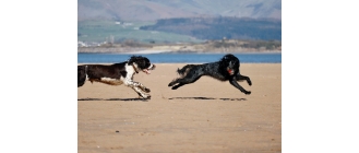 Springer spaniel angielski – najważniejsze informacje o rasie