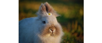 Ruja u królika. Za i przeciw kastracji królika