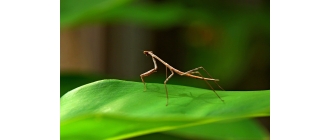 Patyczaki, czym się charakteryzują popularne owady?