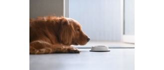 Karma wysokobiałkowa dla psa - dlaczego warto karmić psa karmami proteinowymi?