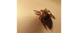 Strzyżak jeleni (sarni) – czym jest latający kleszcz?
