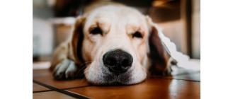 Nos u psa – zimny, ciepły, suchy, mokry? Co mówi o zdrowiu psa?