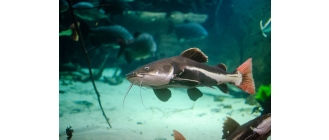 Sum rekini – najważniejsze informacje o gatunku